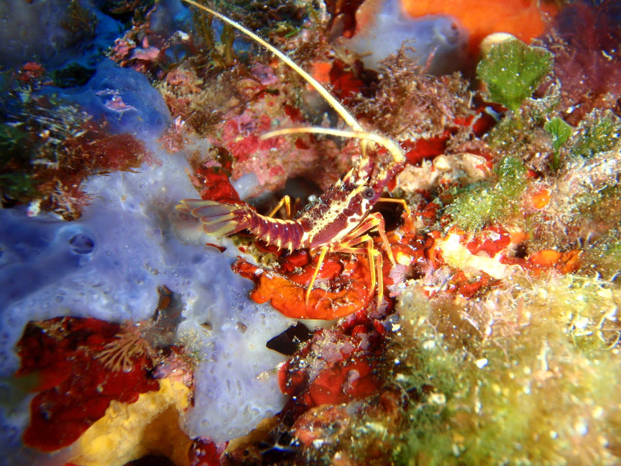 actualidad náutica, noticias náuticas, medusas, investigación, CSIC, langosta, mediterráneo, mar bal